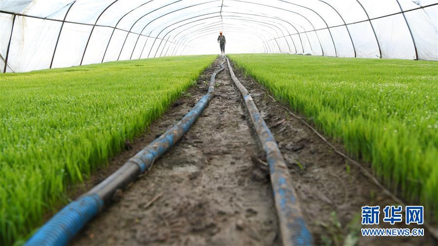 (壯麗70年·奮斗新時代·圖文互動)(7)“光腚屯”富了美了——《暴風驟雨》原型地黑龍江元寶村振興見聞