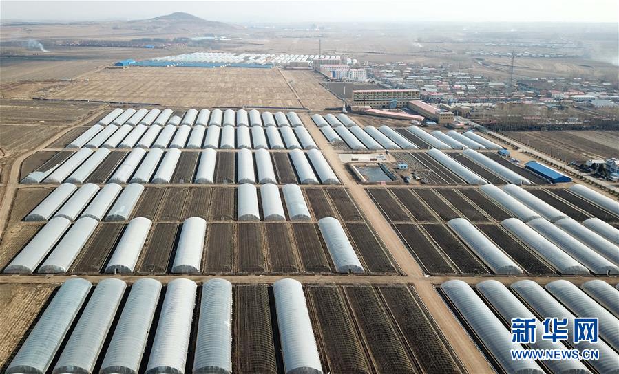 （壯麗70年　奮斗新時代——推動高質量發展調研行·圖文互動）（1）黑龍江賓縣：“北菜南銷”演繹結構調整“大文章” 