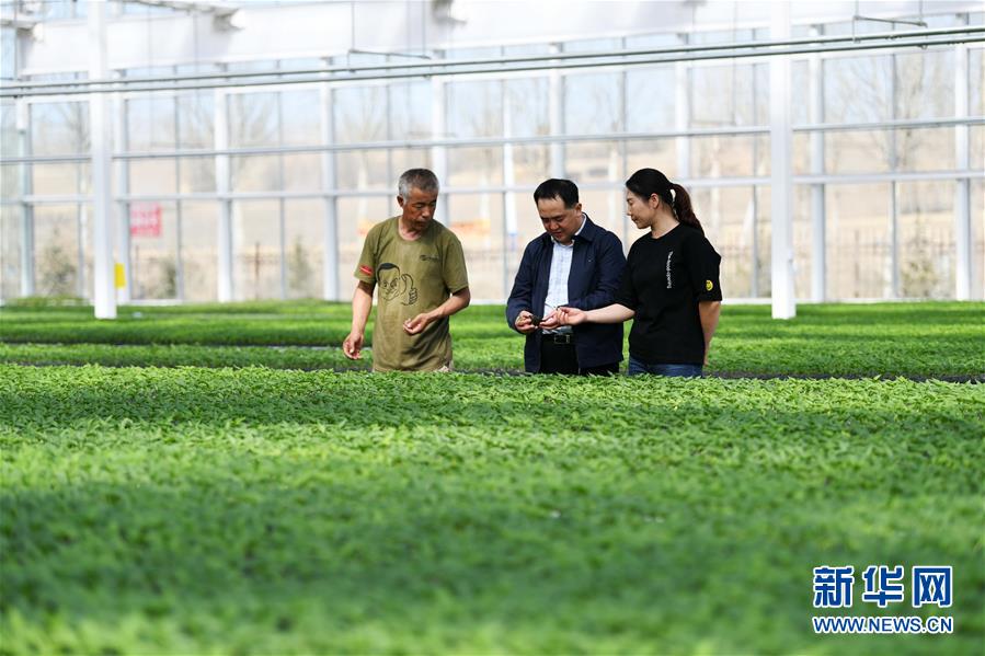 （壯麗70年　奮斗新時代——推動高質量發展調研行·圖文互動）（2）黑龍江賓縣：“北菜南銷”演繹結構調整“大文章” 