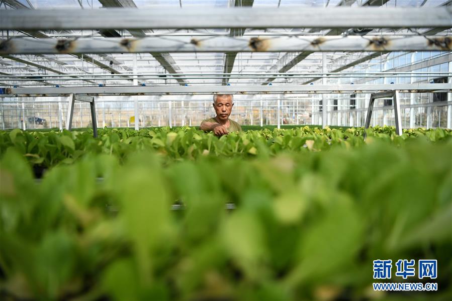 （壯麗70年　奮斗新時代——推動高質量發展調研行·圖文互動）（3）黑龍江賓縣：“北菜南銷”演繹結構調整“大文章” 