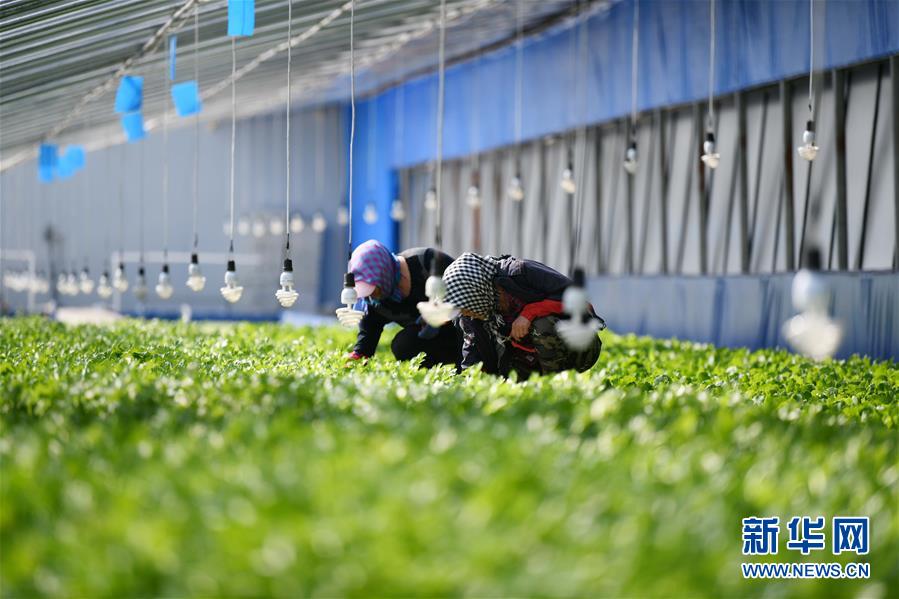 （壯麗70年　奮斗新時代——推動高質量發展調研行·圖文互動）（4）黑龍江賓縣：“北菜南銷”演繹結構調整“大文章” 