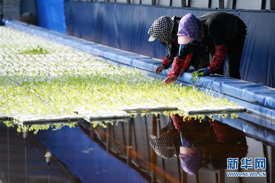 （壯麗70年　奮斗新時代——推動高質量發展調研行·圖文互動）（5）黑龍江賓縣：“北菜南銷”演繹結構調整“大文章” 