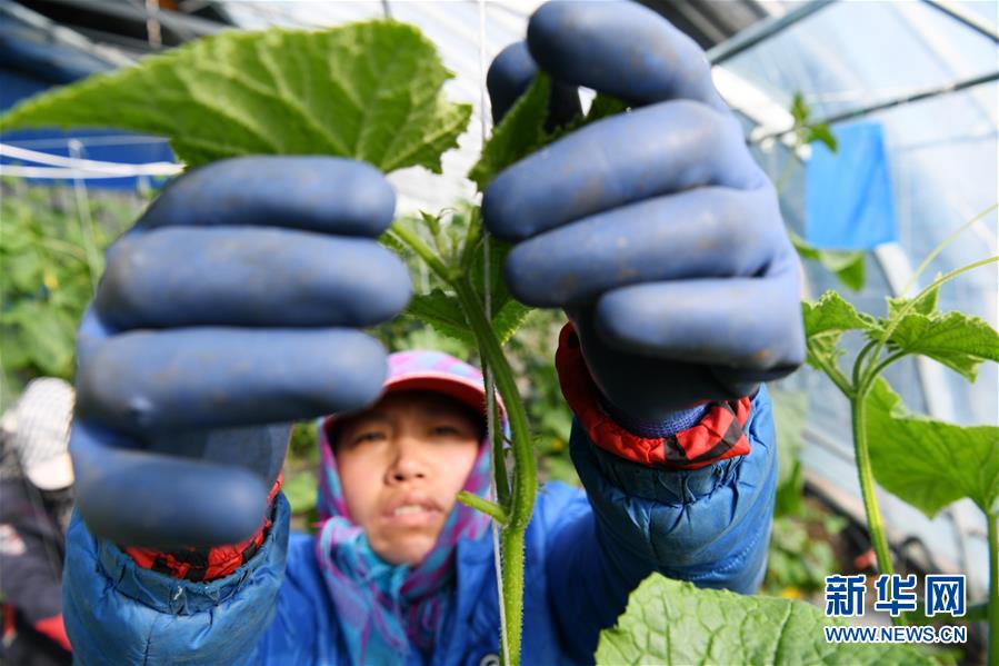（壯麗70年　奮斗新時代——推動高質量發展調研行·圖文互動）（6）黑龍江賓縣：“北菜南銷”演繹結構調整“大文章” 