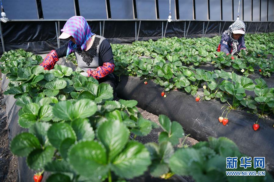 （壯麗70年　奮斗新時代——推動高質量發展調研行·圖文互動）（7）黑龍江賓縣：“北菜南銷”演繹結構調整“大文章” 