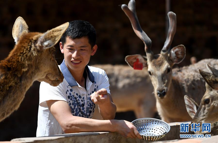 (新華全媒頭條·圖文互動)(6)追夢在新時代的春天里——革命圣地延安告別絕對貧困巡禮