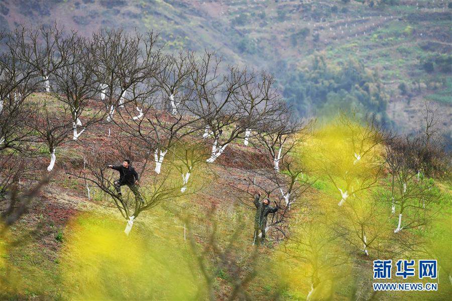 (在習近平新時代中國特色社會主義思想指引下——新時代新作為新篇章)(8)重慶巫山:“生態(tài)寶貝”變身“搖錢樹”