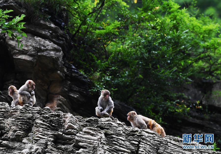 （在習近平新時代中國特色社會主義思想指引下——新時代新作為新篇章）（5）重慶巫山：“生態寶貝”變身“搖錢樹”