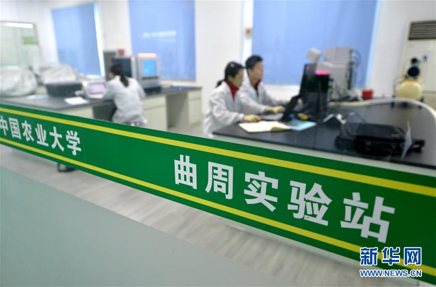 (新華全媒頭條·愛國情 奮斗者·圖文互動)(10)把論文寫在祖國的大地上——中國農業大學46年扎根河北曲周服務鄉村振興紀實