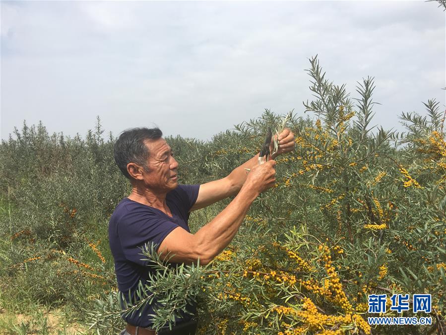 (權威訪談·聚焦中國經濟亮點·圖文互動)(4)防治土地荒漠化 推動綠色發展——專訪國家林業和草原局副局長劉東生