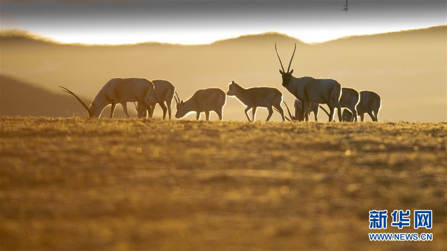 (壯麗70年·奮斗新時代——共和國發展成就巡禮·圖文互動)(7)人間奇跡在高原——新中國成立70年西藏發展成就紀實