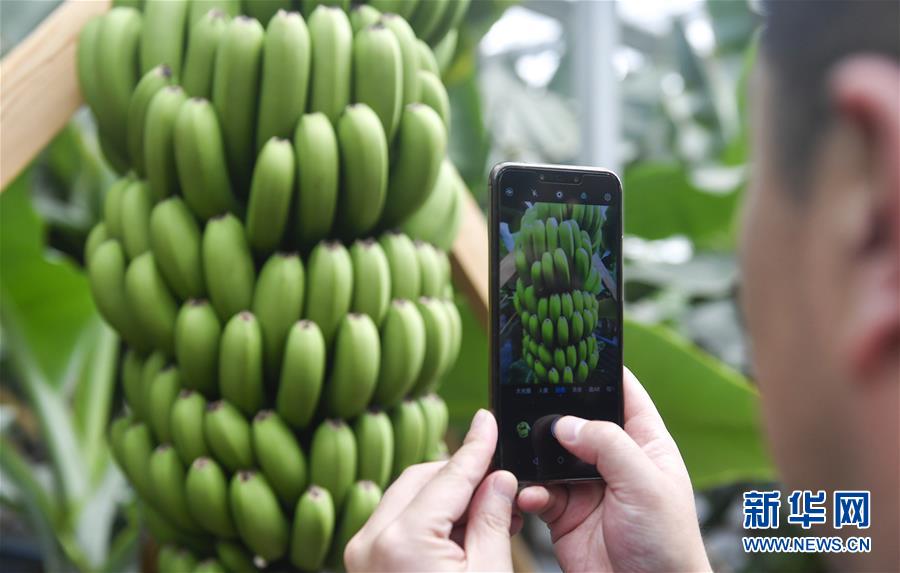 (在習(xí)近平新時代中國特色社會主義思想指引下——新時代新作為新篇章·圖文互動)(1)吉林萬昌現(xiàn)代農(nóng)業(yè)發(fā)展先導(dǎo)區(qū)“三變”