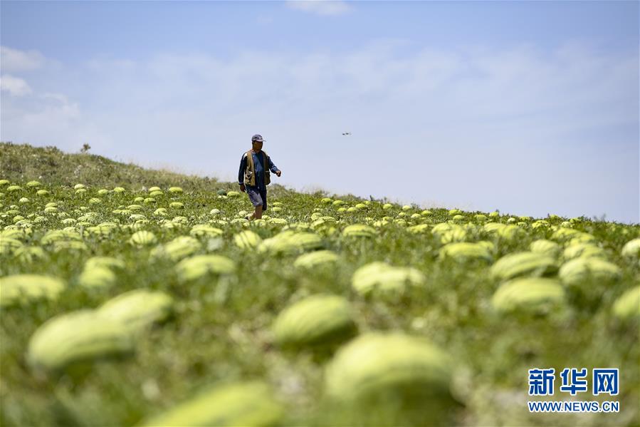 （壯麗70年·奮斗新時代——共和國發展成就巡禮·圖文互動）（4）生態美、百姓富——品讀嶄新“寧夏畫卷”