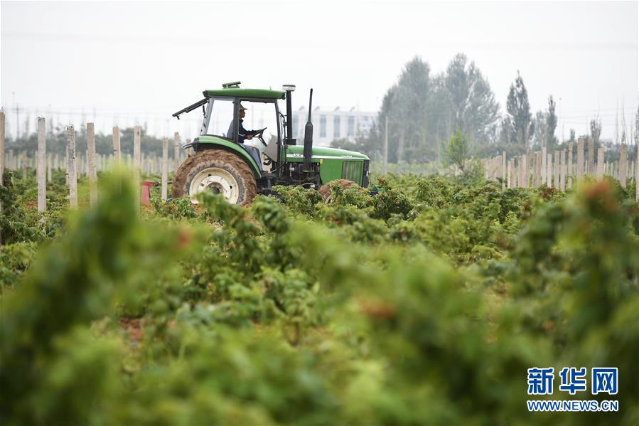 （壯麗70年·奮斗新時代——共和國發展成就巡禮·圖文互動）（10）生態美、百姓富——品讀嶄新“寧夏畫卷”