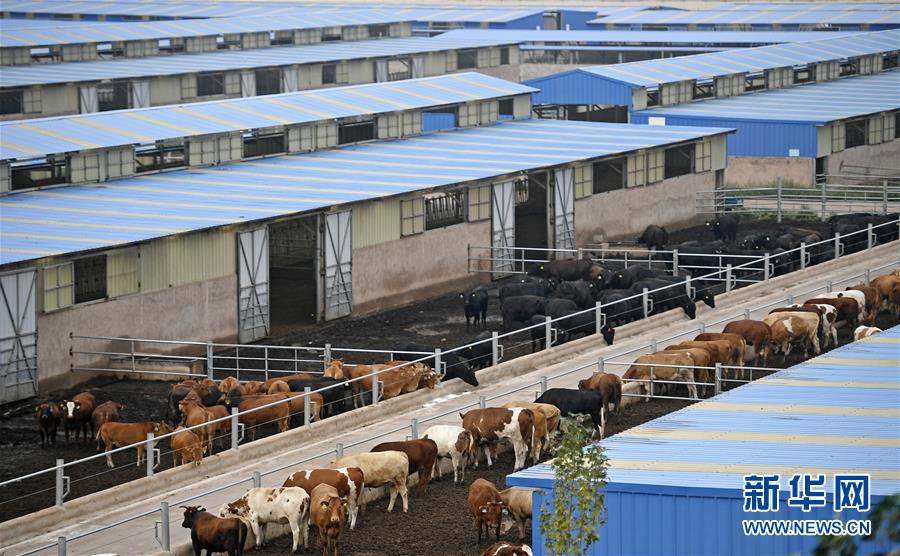 （壯麗70年·奮斗新時代——共和國發展成就巡禮·圖文互動）（11）生態美、百姓富——品讀嶄新“寧夏畫卷”