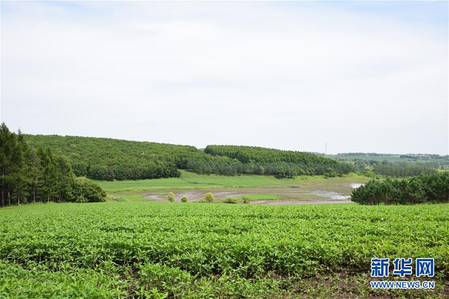 (在習近平新時代中國特色社會主義思想指引下——新時代新作為新篇章·圖文互動)(2)向林木要錢,讓綠樹生金——黑龍江省拜泉縣發展綠色經濟助脫貧
