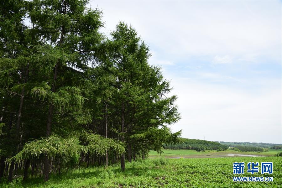 (在習近平新時代中國特色社會主義思想指引下——新時代新作為新篇章·圖文互動)(1)向林木要錢,讓綠樹生金——黑龍江省拜泉縣發展綠色經濟助脫貧