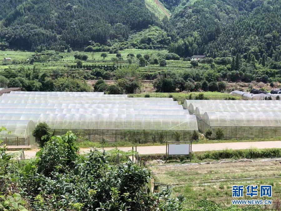 (脫貧攻堅(jiān)·圖文互動)(2)貧困戶成了致富帶頭人