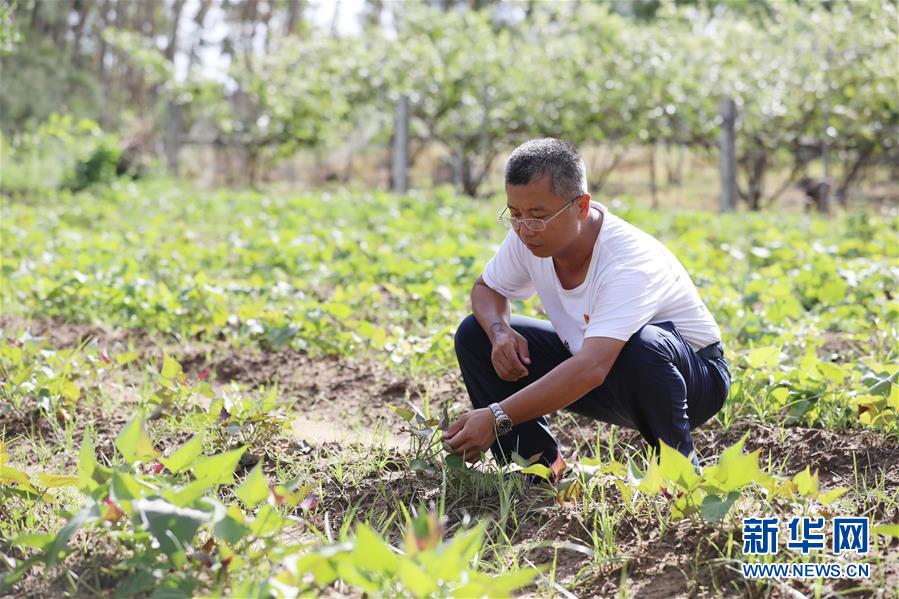 (不忘初心、牢記使命·圖文互動)(4)“上天入地”也要帶領鄉親脫貧——記廣東那毛村駐村第一書記彭彬
