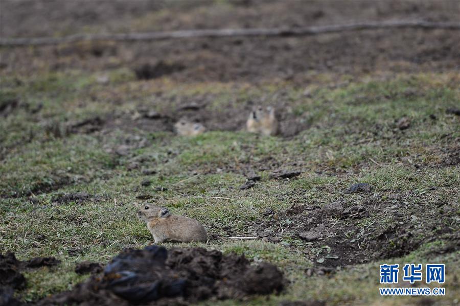 (新華全媒頭條·圖文互動(dòng))(11)確保“中華水塔”碧水東流——中國三江源生態(tài)保護(hù)報(bào)告