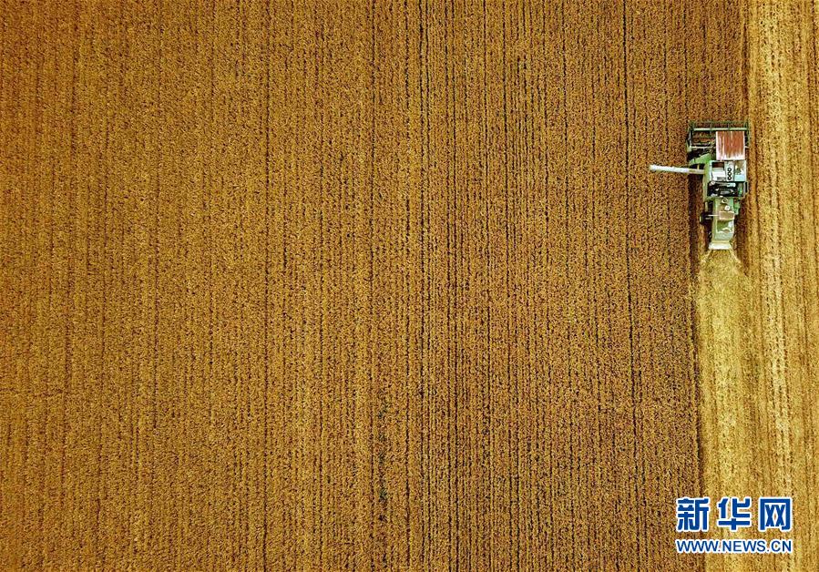 （新華全媒頭條·圖文互動）（7）大國糧倉的新時代交響——河南農業70年觀察