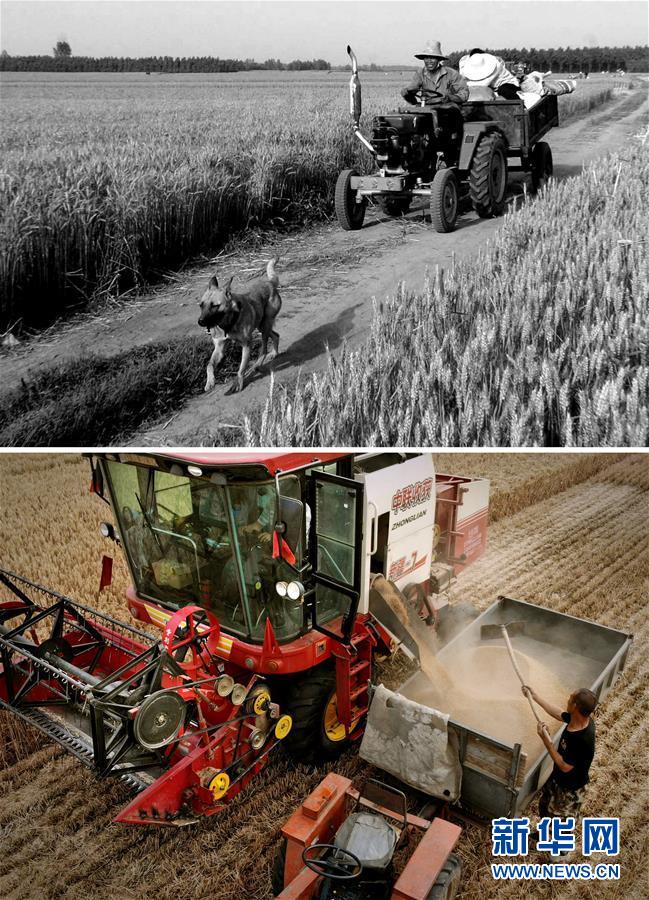 （新華全媒頭條·圖文互動）（8）大國糧倉的新時代交響——河南農業70年觀察