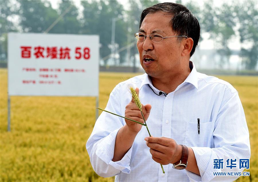 (新華全媒頭條·圖文互動(dòng))(15)大國(guó)糧倉的新時(shí)代交響——河南農(nóng)業(yè)70年觀察