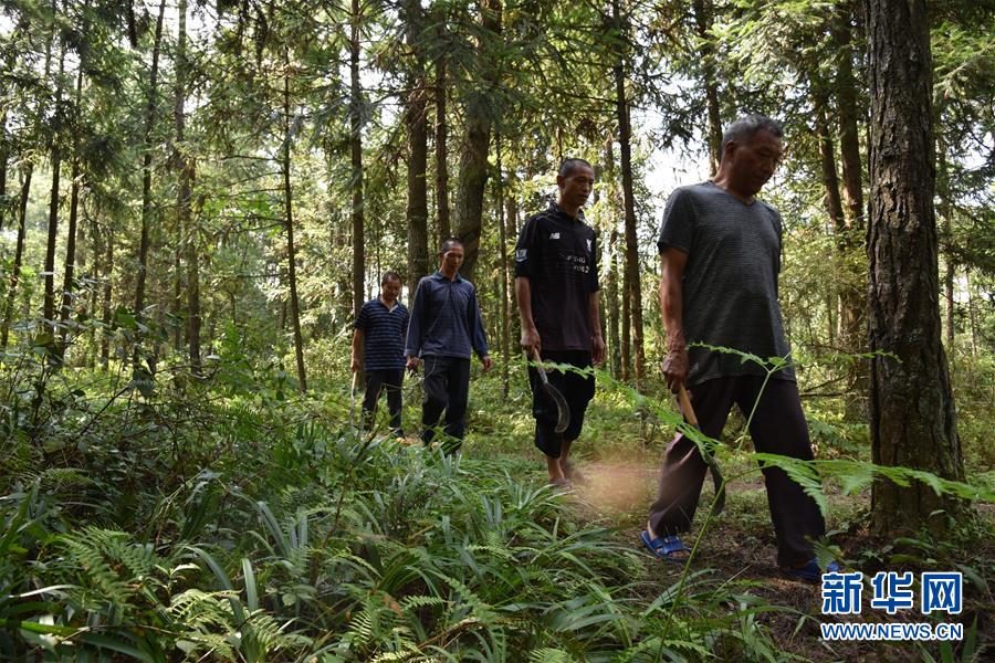 (愛國情 奮斗者·圖文互動)(1)貴州印江高石坎護林隊:半輩子,以林場為家