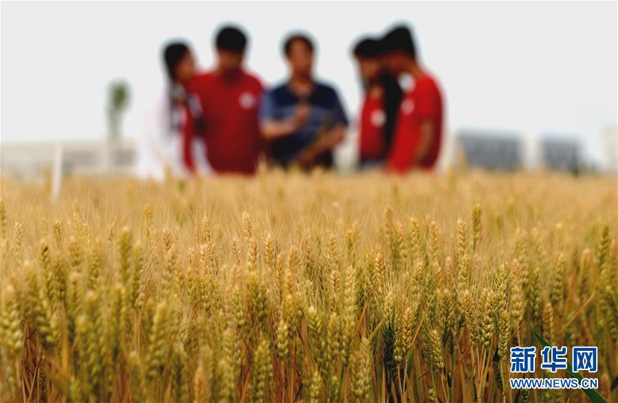 （在習近平新時代中國特色社會主義思想指引下——新時代新作為新篇章·總書記關心的百姓身邊事·圖文互動）（2）“農”字頭照樣“大”作為——豐收時節看涉農高校人才在希望的田野