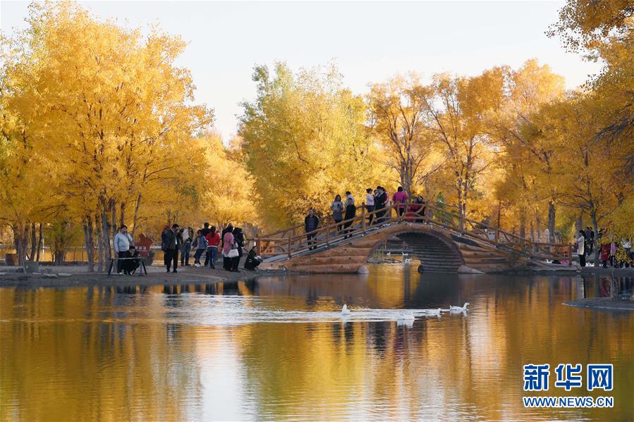 （美麗中國(guó)）（5）甘肅金塔：金秋胡楊美如畫(huà)