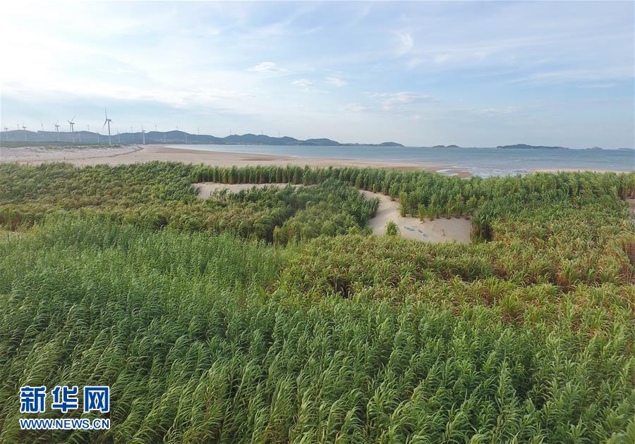 (不忘初心、牢記使命·圖文互動)(2)拳拳寸草心 濃濃報國情——記“菌草之父”林占熺