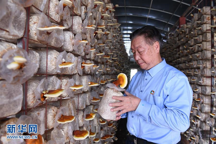 (不忘初心、牢記使命·圖文互動)(1)拳拳寸草心 濃濃報國情——記“菌草之父”林占熺