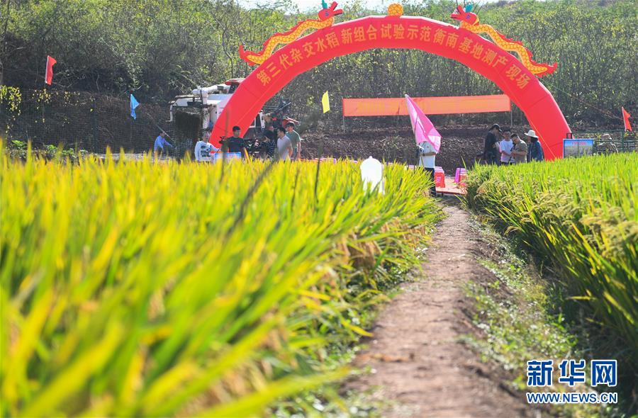 (圖文互動)(1)1046.3公斤!袁隆平第三代雜交水稻首次公開測產