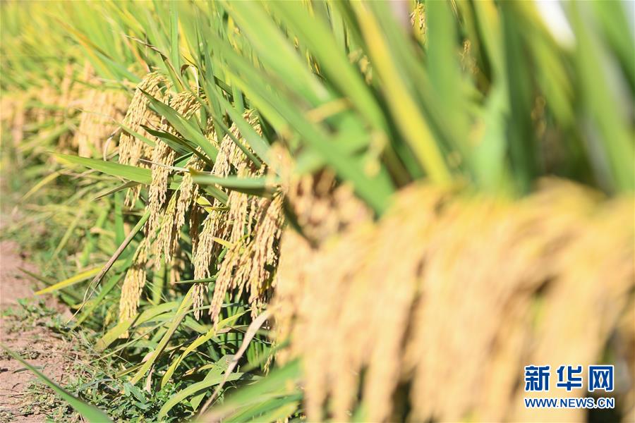 （圖文互動）（8）1046.3公斤！袁隆平第三代雜交水稻首次公開測產