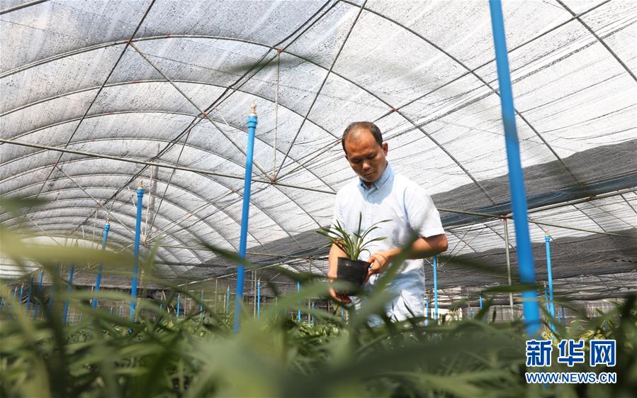 (在習(xí)近平新時代中國特色社會主義思想指引下——新時代新作為新篇章·總書記關(guān)心的百姓身邊事·圖文互動)(4)“科技秀才”給田野帶來新希望