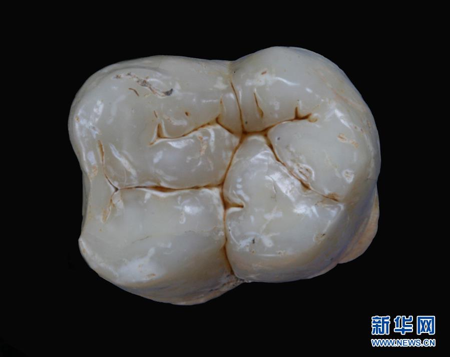 (圖文互動(dòng))(1)科學(xué)家成功從190萬(wàn)年前巨猿化石中提取到遺傳物質(zhì)