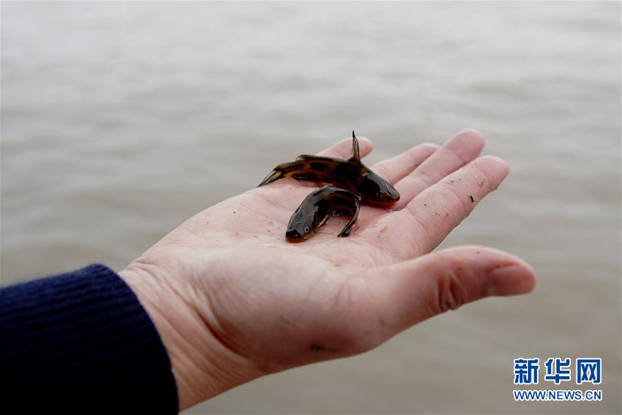 （圖文互動）（3）長江口生態修復見成效 水下長出147公里“人工魚礁” 