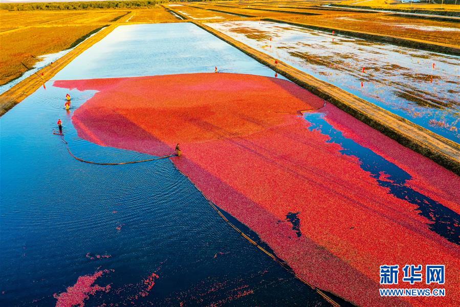 (脫貧攻堅·圖文互動)(2)中國東極故事之五:蔓越莓為什么這樣紅?