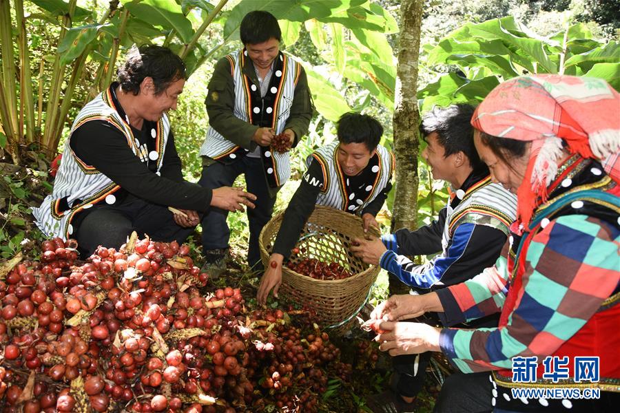 (在習近平新時代中國特色社會主義思想指引下——新時代新作為新篇章·總書記關切脫貧事·決勝貧困·圖文互動)(4)讓一方水土“富養”一方人——扶貧特色產業惠及千家萬戶