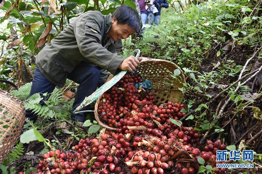 (在習近平新時代中國特色社會主義思想指引下——新時代新作為新篇章·總書記關切脫貧事·決勝貧困·圖文互動)(5)讓一方水土“富養”一方人——扶貧特色產業惠及千家萬戶