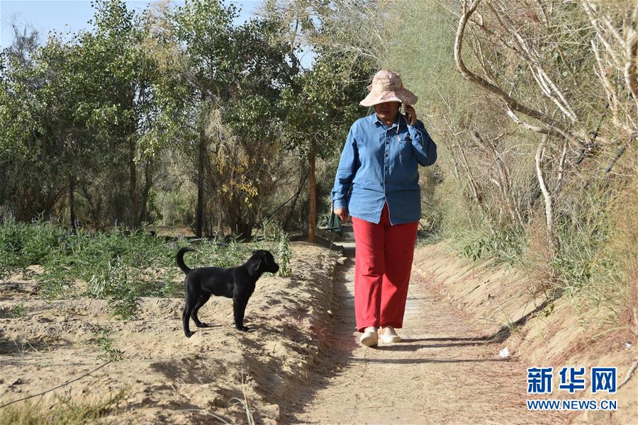 (新華全媒頭條·圖文互動)(9)塔克拉瑪干的“播綠使者”——中科院新疆生態與地理研究所高級工程師常青的故事