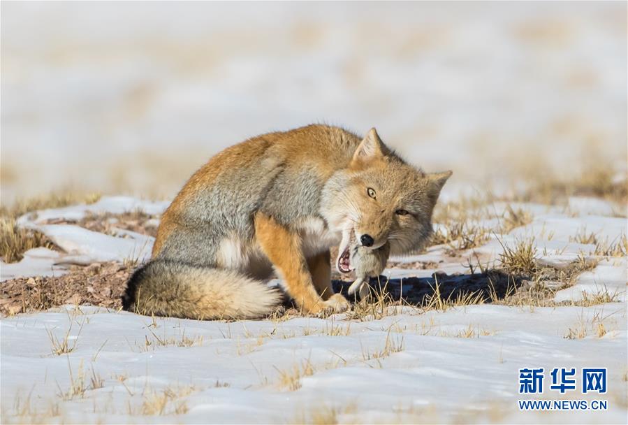（圖文互動）（2）第二次青藏高原科考成果表明三江源生態持續向好
