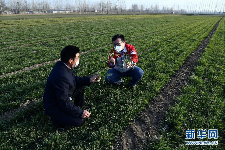 (圖文互動(dòng))(1)別樣的春耕——來(lái)自農(nóng)業(yè)大省山東的春耕備耕見聞