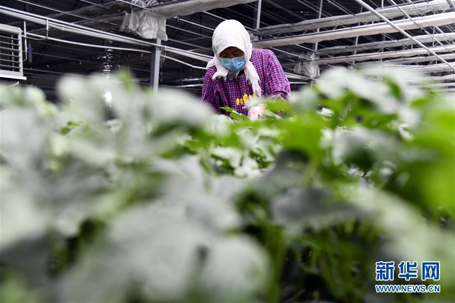 (圖文互動(dòng))(3)別樣的春耕——來(lái)自農(nóng)業(yè)大省山東的春耕備耕見聞