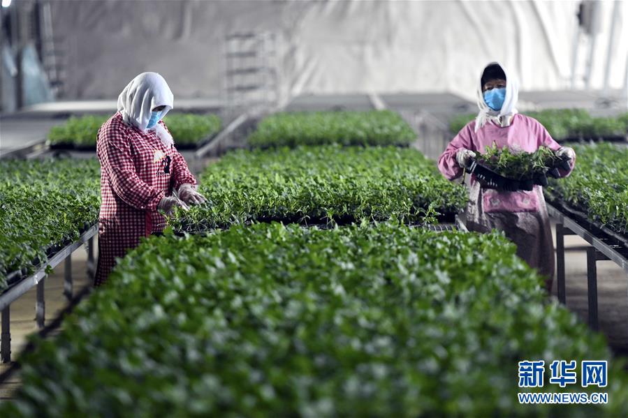 (圖文互動(dòng))(4)別樣的春耕——來(lái)自農(nóng)業(yè)大省山東的春耕備耕見聞