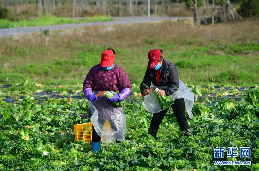 (圖文互動)(3)廣西桂林:“借力+接力”新鮮蔬菜進社區(qū)