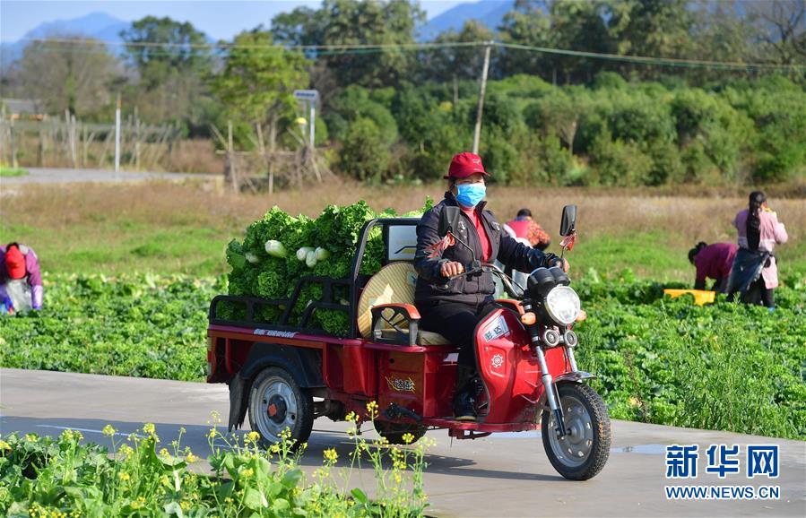 (圖文互動)(5)廣西桂林:“借力+接力”新鮮蔬菜進社區(qū)