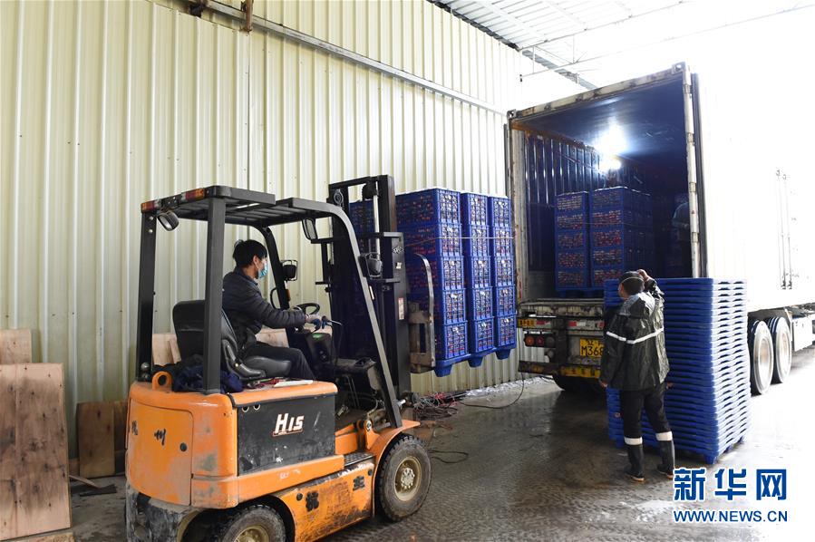 (圖文互動)(9)與疫情抗?fàn)?與春光同行——廣西農(nóng)村春耕備耕一線觀察