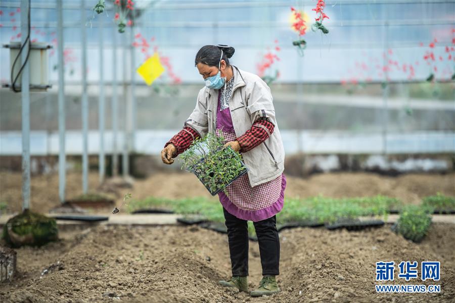 (新華全媒頭條·圖文互動)(9)書寫新的轉折——寫在革命老區遵義全面脫貧之際