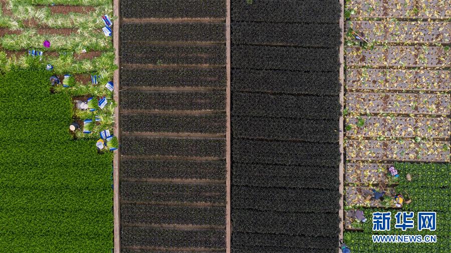 （抓好春耕備耕 穩(wěn)住農(nóng)業(yè)生產(chǎn)·圖文互動(dòng)）（4）“栽種的是菜苗，收獲的是希望”——云南蔬菜集散地通?？h春耕見(jiàn)聞 