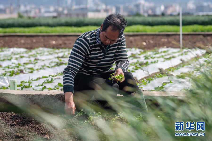 （抓好春耕備耕 穩(wěn)住農(nóng)業(yè)生產(chǎn)·圖文互動(dòng)）（3）“栽種的是菜苗，收獲的是希望”——云南蔬菜集散地通?？h春耕見(jiàn)聞 
